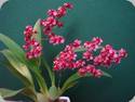 Oncidium Twinkle Red Fantasy